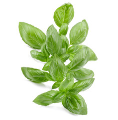 sweet basil herb leaves isolated on white background. Genovese basil leaf.