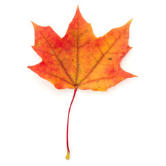 colorful autumn maple leaf isolated on white