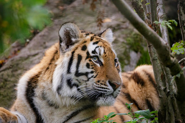 Siberian tiger panthera tigris altaica in zoo