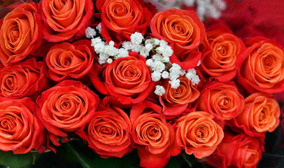 Flower background of red rose 