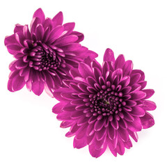 Lilac chrysanthemum flower isolated on white background