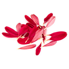 Red chrysanthemum flower petals isolated on white background