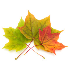 colorful autumn maple leaf isolated on white background