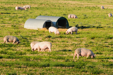 Pigs in a field at a free-range organic farm © Stephen