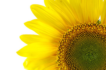 Naklejka premium Single sunflower isolated on white background