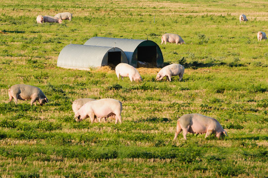 Pigs in a field at a free-range organic farm