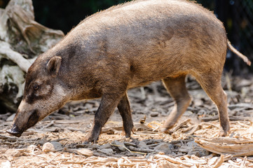 Visayan warty pig (Sus cebifrons) from Negros Island, an endangered pig from the Visayan Islands in the central Philippines