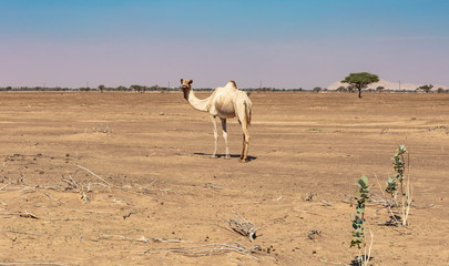 camels in the desert