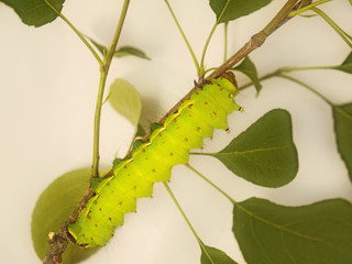 A big light yelowish-green caterpillar rests on a branch of a wild pear tree. The caterpillar is a larva of a large beautiful moth with long tails on its wings, Actias selene, or Indian moon moth.