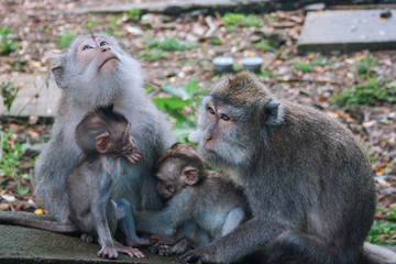 Fototapeta premium Affen