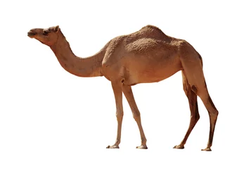Fototapeten Kamel isoliert auf weißem Hintergrund © arbalest