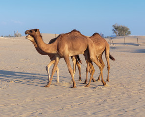 Fototapeta na wymiar Camels on a farm in Dubai