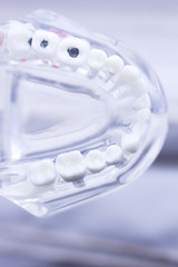 Dental teeth mouth model