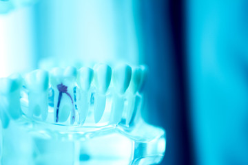 Dental teeth mouth model