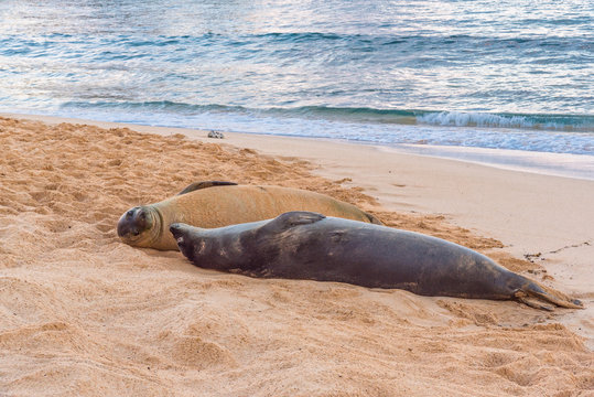 Monk Seal Love