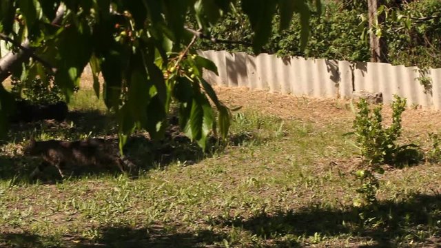 Big cat traveling across the garden