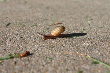 Snail