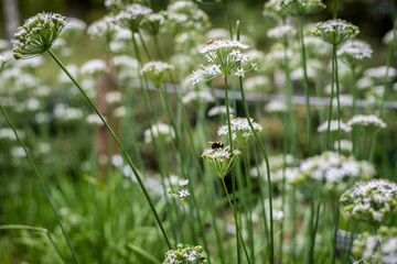 Bees Pollinating Flowers 