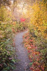 Pathway through forest with colorful autumn leaves