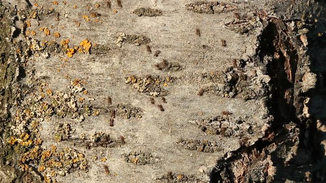Ants on tree bark in garden. Many ants are moving up and down and meeting each other