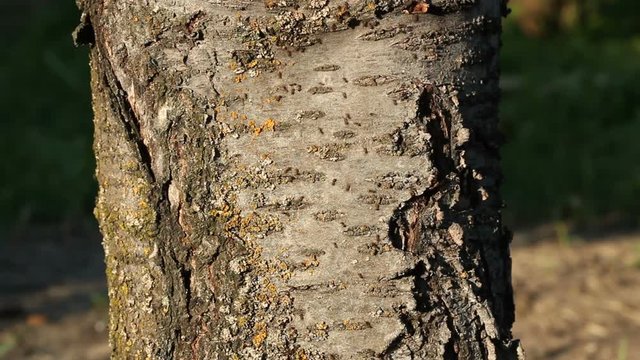 Ants on tree bark in garden. Many ants are moving up and down and meeting each other
