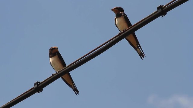Golondrinas posada en un cable a la caza de insectos voladores