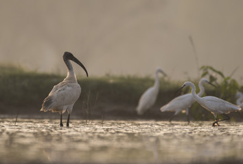 Black-headed ibis