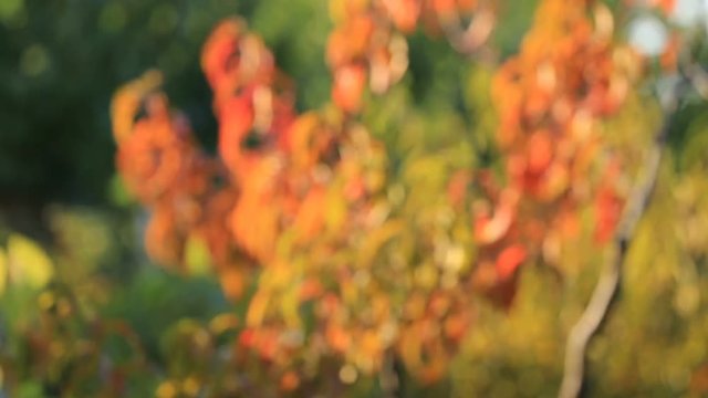 The autumn foliage of a peach tree swaying in the wind, with a smooth blur of focus