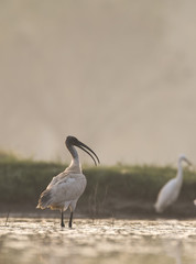 Black-headed ibis