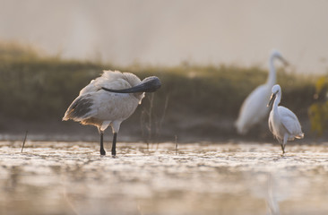 Black-headed ibis