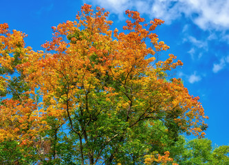 Fototapeta premium Strahlend-buntes Herbstlaub mit blauem Himmel und Wolken