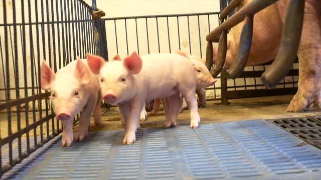 Group of piglets in pigpen