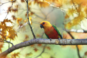 bird on the tree branch