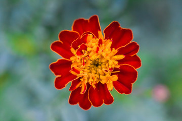 french marigold