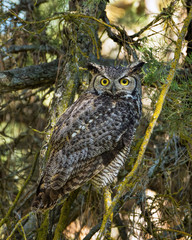 Great Horned Owl Sits Quietly
