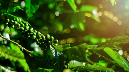 Green Coffee Bean in Chiang Rai Province, Northern Thailand.