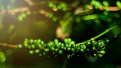 Green Coffee Bean in Chiang Rai Province, Northern Thailand.