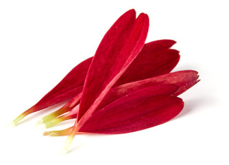 Red chrysanthemum flower petals isolated on white background