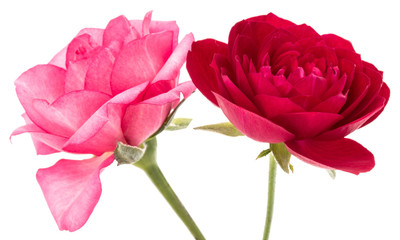 Obraz na płótnie Canvas two red and pink rose flowers isolated on white background cutout