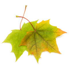 colorful autumn maple leaf isolated on white