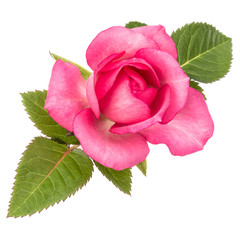 Fototapeta premium one pink rose flower with leaves isolated on white background cutout