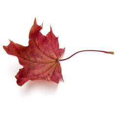 colorful autumn maple leaf isolated on white