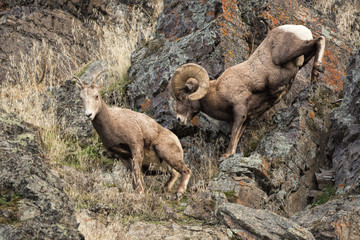 Bighorn Ram Pursues Ewe