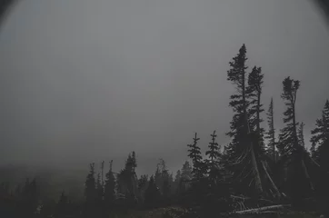 Foto auf Acrylglas Wald im Nebel Backpacking in the Indian Peaks Wilderness in Colorado