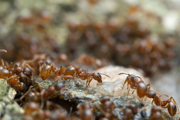 Myrmica ants feeding on sap on oak wood photographed with high magnification 