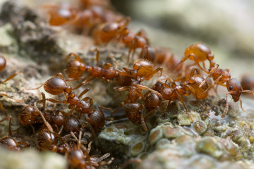 Myrmica ants feeding on sap on oak wood photographed with high magnification 