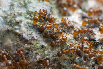     Myrmica ants feeding on sap on oak wood 