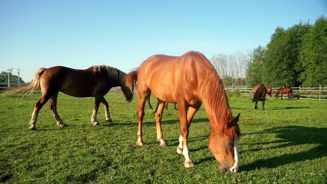 Brown horse eating grass at rural field. Horse breeding at ranch