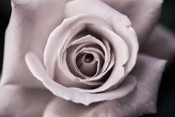Black and white, beautiful, delicate rose petals
