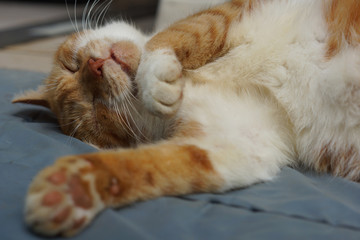 眠る茶猫